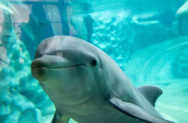 Georgia Aquarium Shares Results of Largest-ever Cetacean Welfare Study Georgia Aquarium Shares Results of Largest-ever Cetacean Welfare Study