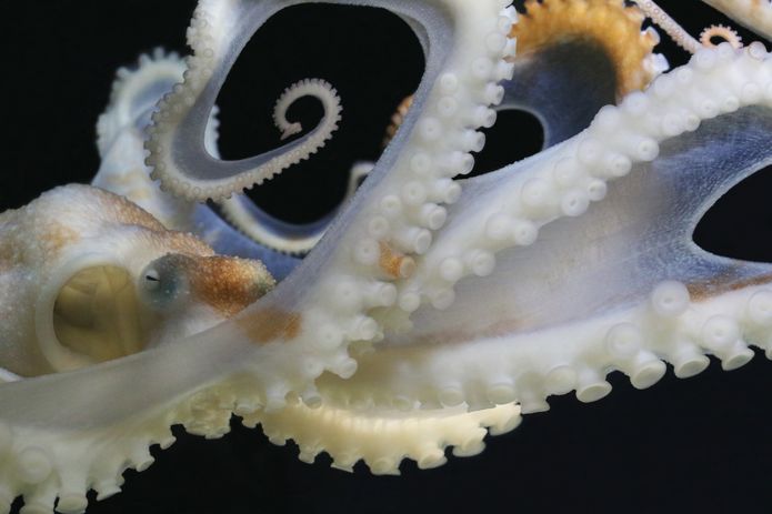 Caribbean reef octopus in the Tentacles exhibit. ©Monterey Bay Aquarium Caribbean reef octopus in the Tentacles exhibit. ©Monterey Bay Aquarium