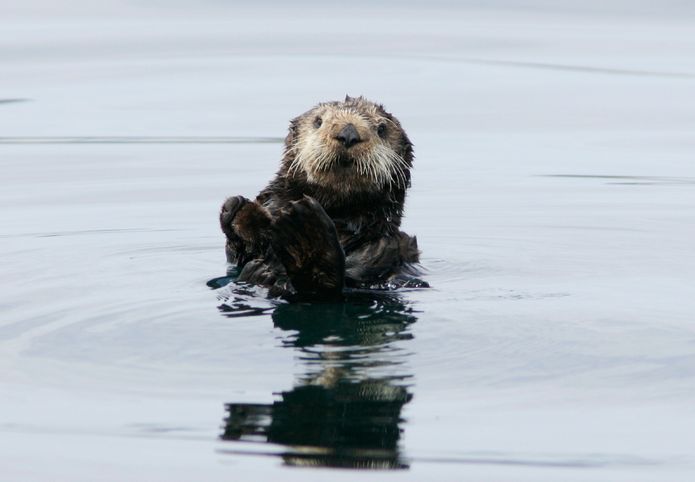 A wild southern sea otter. ©Monterey Bay Aquarium A wild southern sea otter. ©Monterey Bay Aquarium