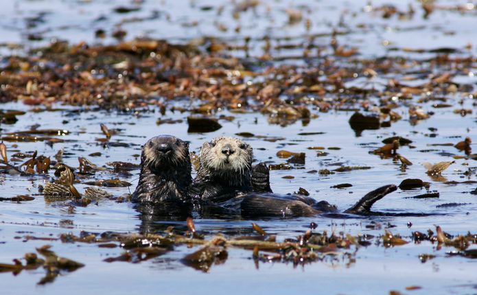 Wild southern sea otter mother and pup. ©Monterey Bay Aquarium Wild southern sea otter mother and pup. ©Monterey Bay Aquarium