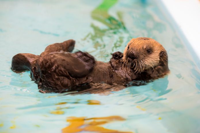 Southern sea otter pup 719 behind the scenes with Sea Otter Program staff at the Monterey Bay Aquarium. ©Monterey Bay Aquarium Southern sea otter pup 719 behind the scenes with Sea Otter Program staff at the Monterey Bay Aquarium. ©Monterey Bay Aquarium