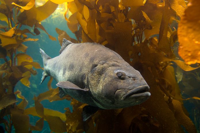 A giant sea bass in the Kelp Forest exhibit. ©Monterey Bay Aquarium A giant sea bass in the Kelp Forest exhibit. ©Monterey Bay Aquarium