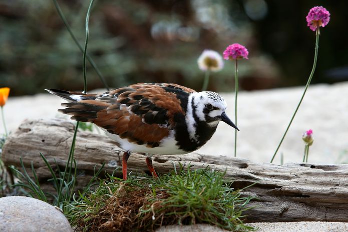 A male ruddy turnstone with breeding plumage in the Aviary exhibit. A male ruddy turnstone with breeding plumage in the Aviary exhibit.