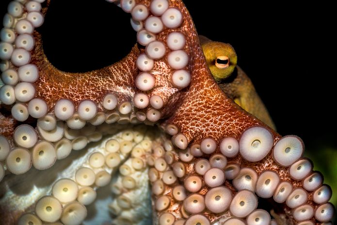 A common octopus in the Tentacles exhibit. ©Monterey Bay Aquarium A common octopus in the Tentacles exhibit. ©Monterey Bay Aquarium