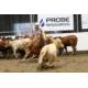 Strong Performances pay off at Calgary Stampede Futurity Cutting Horse Competition, presented by Wrangler