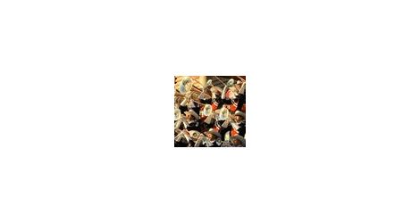 showband thumb234