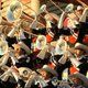 World Champion Calgary Stampede Showband