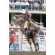 Animals and cowboys to benefit from new rodeo steel