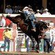 Stampede launches Animal Q and A website to field questions