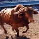 Research studies on bucking stock response gets a high-tech tool