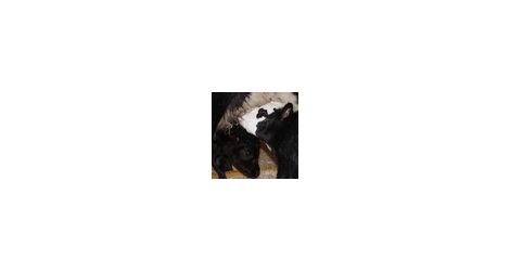 Calves_story - Thumb
