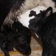  Spring baby boom at Calgary Stampede OH Ranch