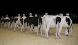 11.03.13 Dairy thumb