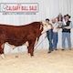 Sales top $1M, average bull price remains high during 113th annual Calgary Bull Sale