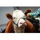 Shorthorn steer wins Stampede’s Quality Beef Competition
