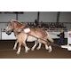Weinberger rewrites record books to close out Stampede horse pull