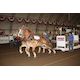 Dodge’s middleweight horse-pull win sets up Sunday showdown