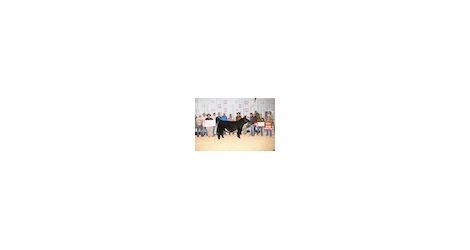 14.07.12 UFA Steer Classic thumb