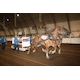 Weinberger back in winner’s circle with lightweight horse-pull triumph