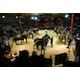 Animal magnetism: Auction to kick off ever-popular Heavy Horse Pull