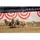 Seventh heaven: Montgomery earns another Stampede stock dog crown