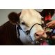 Junior Steer Champion Auction builds on legacy for youth