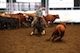 05.07.12 Cutting Horse Gonnet thumb