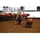 Dog-Gonnet! Alberta cutting ace can really read those cattle