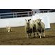 World Stock Dog Championship: A canine caper, a hint of Hollywood
