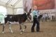 Mini Donkey2