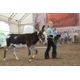 Miniature Donkey Showcase: Big ears, big eyes, big personality
