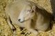 Sheep Showcase2
