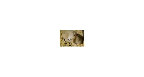 Sheep Showcase2