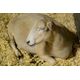 Sheep Showcase details Alberta’s wild and woolly agricultural history