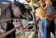 Horse Haven2