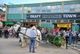 Draft Horse Town2