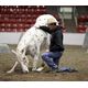 TAILS equine stars receive Hollywood training