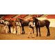Canada’s largest 4-H event at Stampede Park, June 1-3