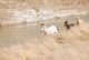 Thumbnail_TailsHorses_0003