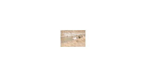 Thumbnail_TailsHorses_0003