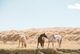 120423_TailsHorses_0002