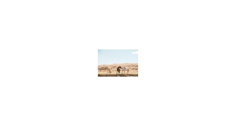 120423_TailsHorses_0002