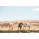 The design team behind TAILS: Three Horses. One Legend.
