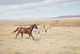 120424_TailsHorses_0009 (3)