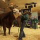Stampede Park set to host the largest 4-H event in Western Canada