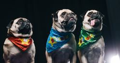 The President's Choice SuperDogs The President's Choice SuperDogs