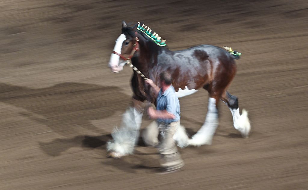 Heavy Horse Show