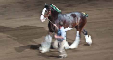 Heavy Horse Show