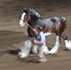 Heavy Horse Show celebrates 129 years in Calgary