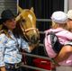 Visit Horse Haven and Draft Horse Town